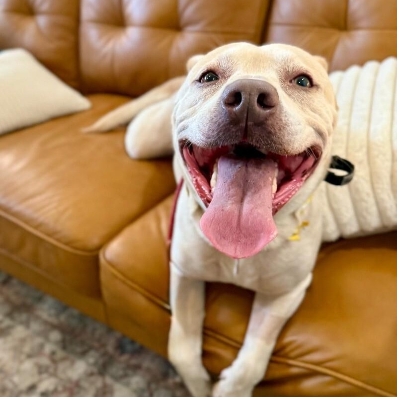 Daisy the happy Family lab