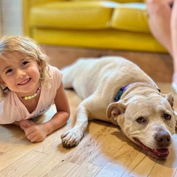 Daisy the happy Family lab — thumbnail 2