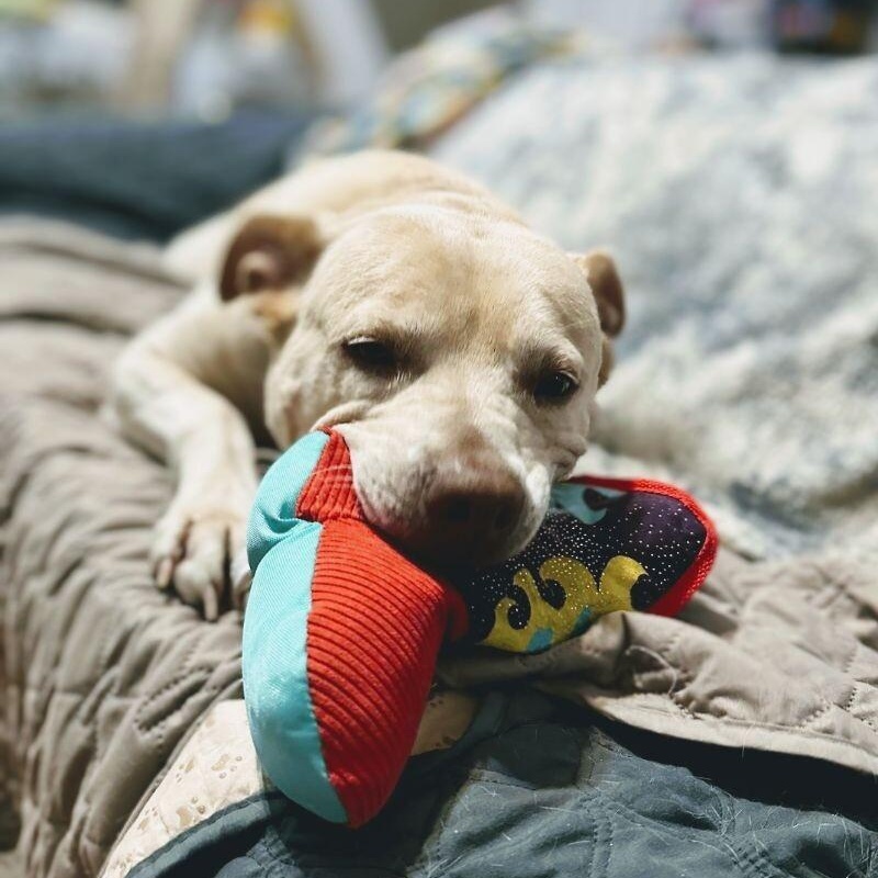 Daisy the happy Family lab — thumbnail 3