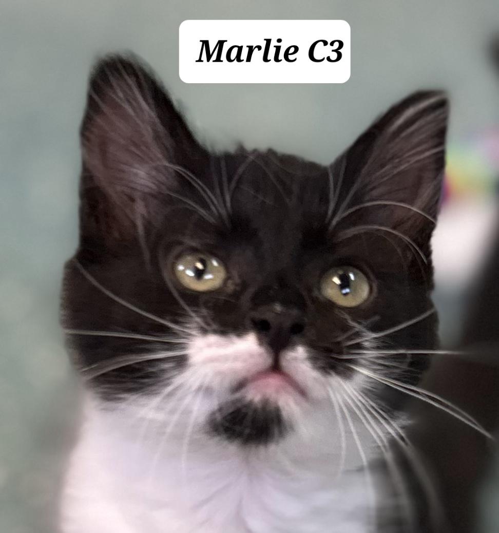 Enlarge Marlie, a ADOPTABLE Domestic Long Hair in Morganton, NC image 1/1