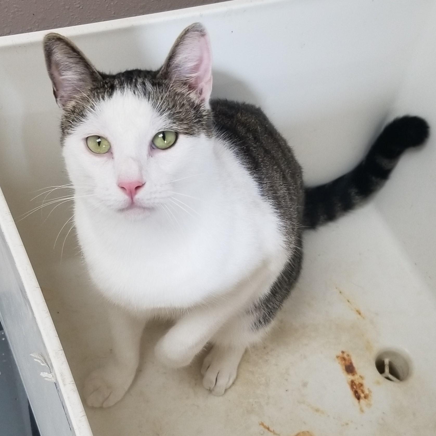 Geranium, an adoptable Domestic Short Hair in Aransas Pass, TX, 78335 | Photo Image 3