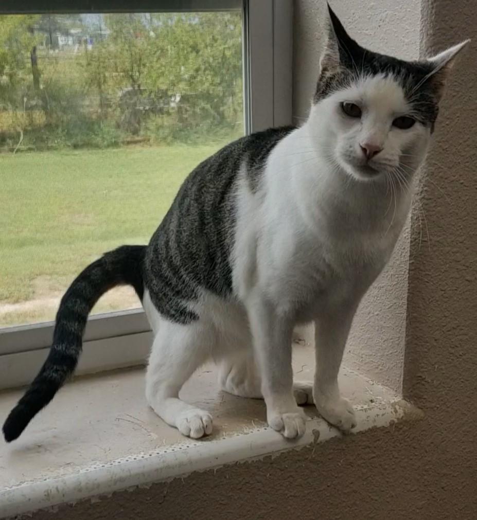 Geranium, an adoptable Domestic Short Hair in Aransas Pass, TX, 78335 | Photo Image 5