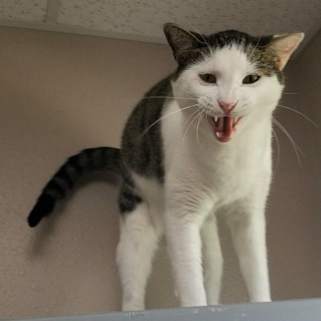 Geranium, an adoptable Domestic Short Hair in Aransas Pass, TX, 78335 | Photo Image 6