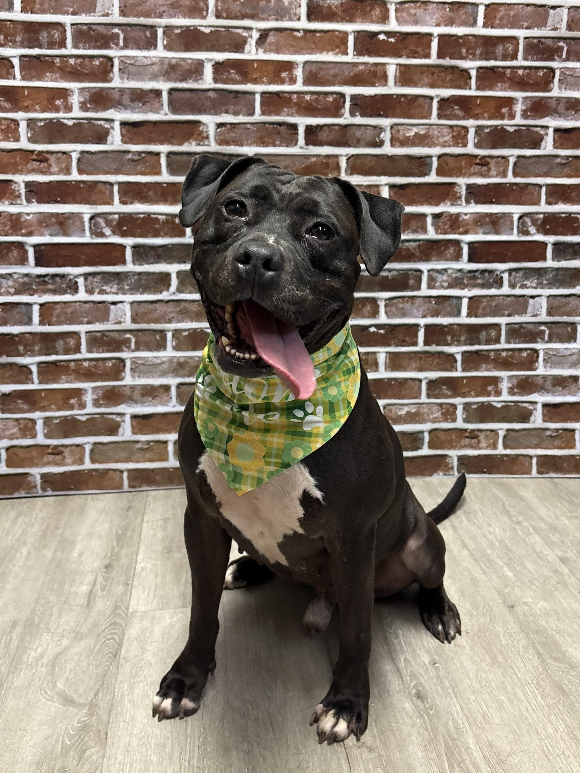 Enlarge Anakin Skywalker, a ADOPTABLE mixed breed in Mansfield, OH image 4/4