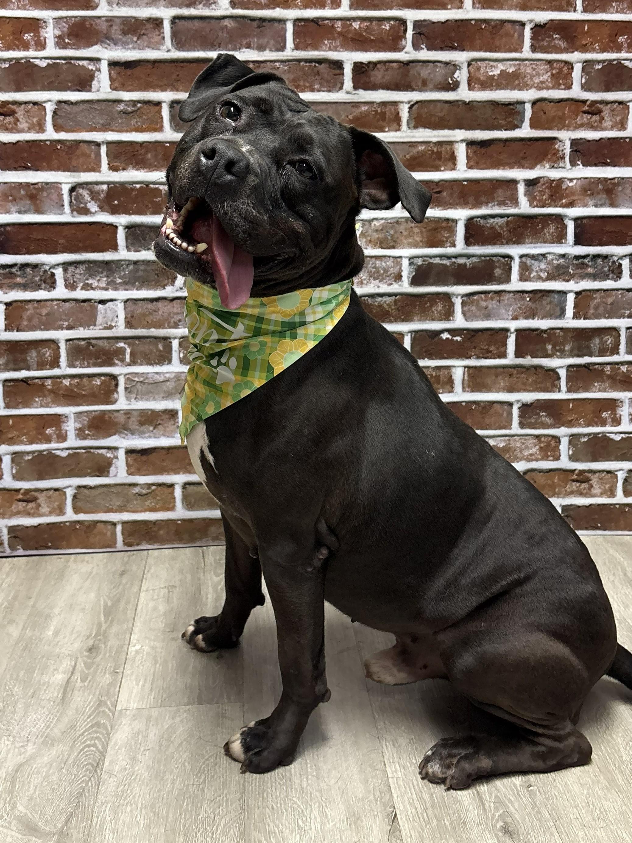 Enlarge Anakin Skywalker, a ADOPTABLE mixed breed in Mansfield, OH image 3/4