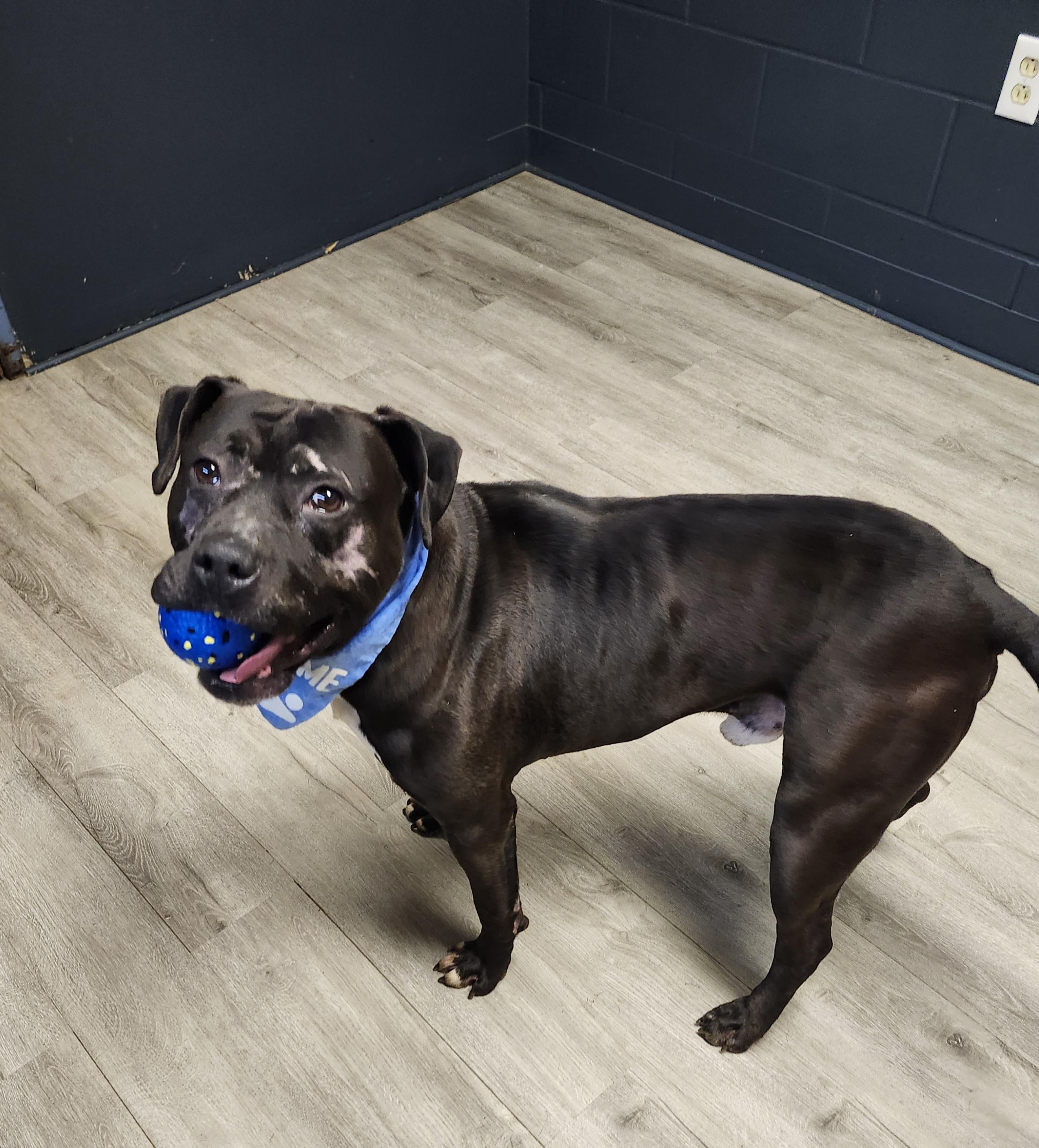 Enlarge Anakin Skywalker, a ADOPTABLE mixed breed in Mansfield, OH image 2/4