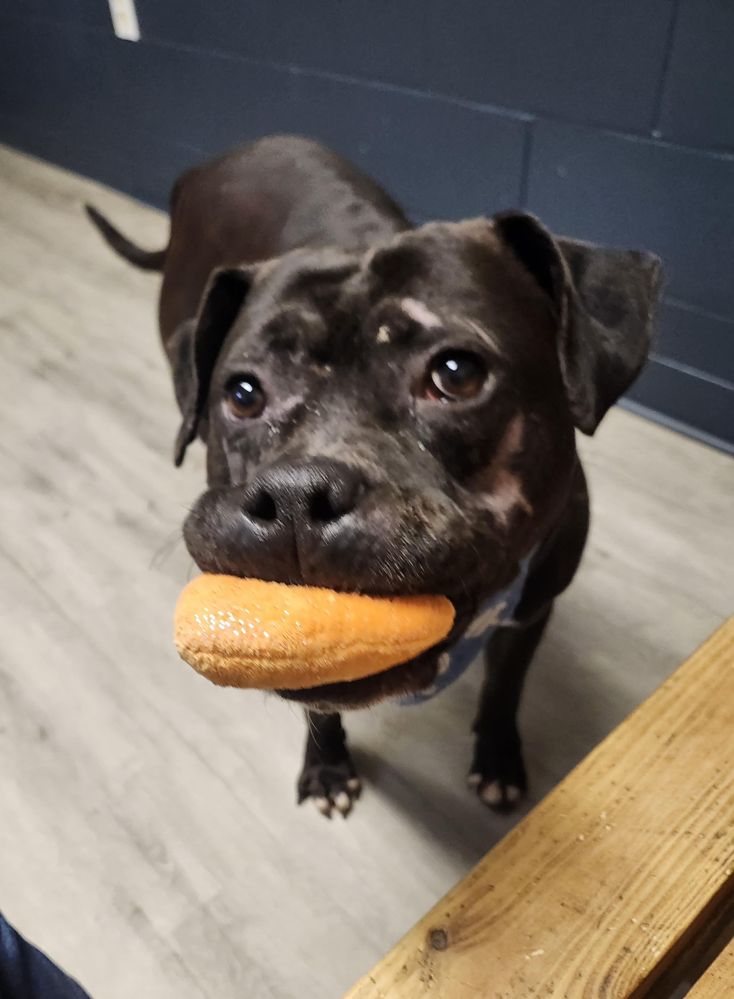 Anakin Skywalker, ADOPTABLE, Adult Male Pit Bull Terrier & Black Labrador Retriever.