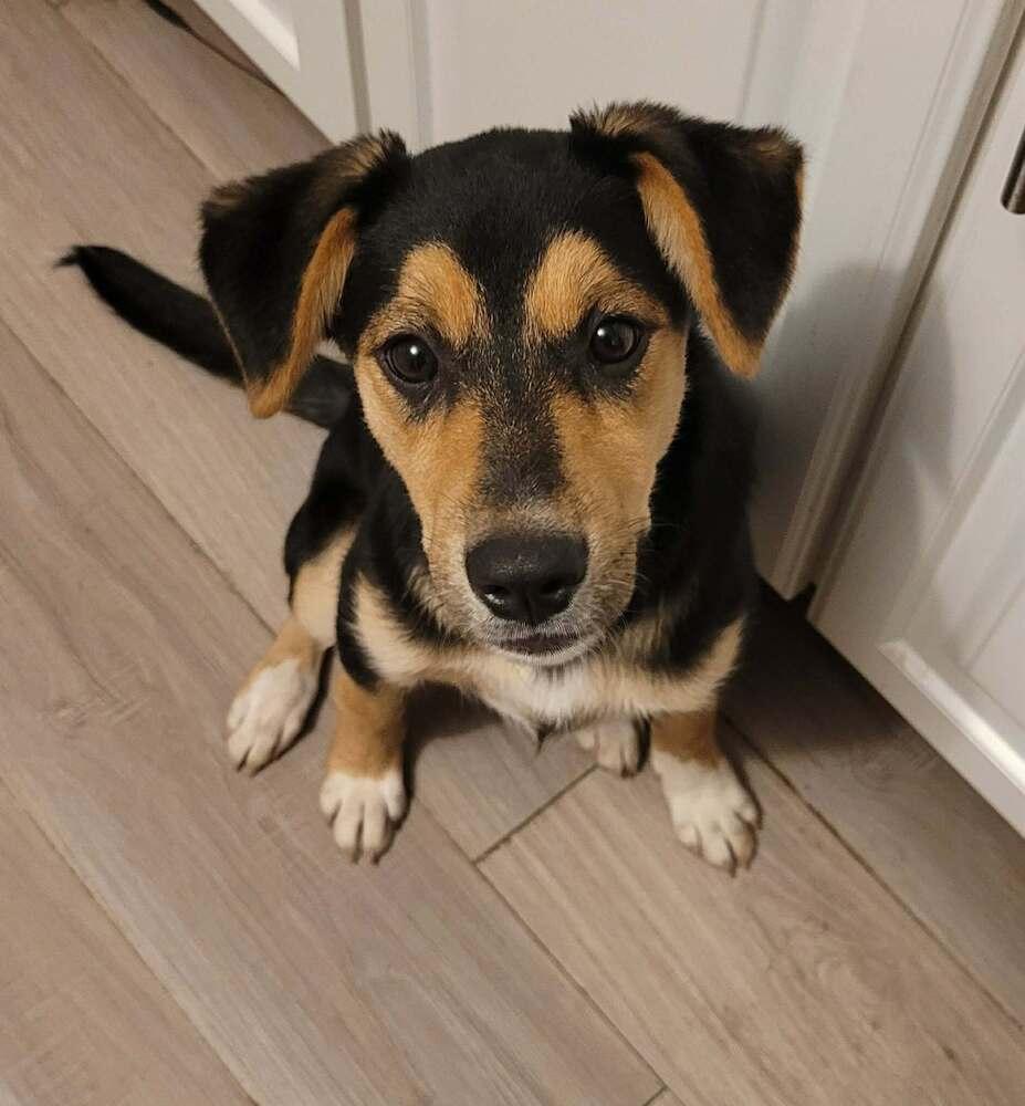 Enlarge Matilda III, a Adoptable mixed breed in Fredonia, WI image 1/3