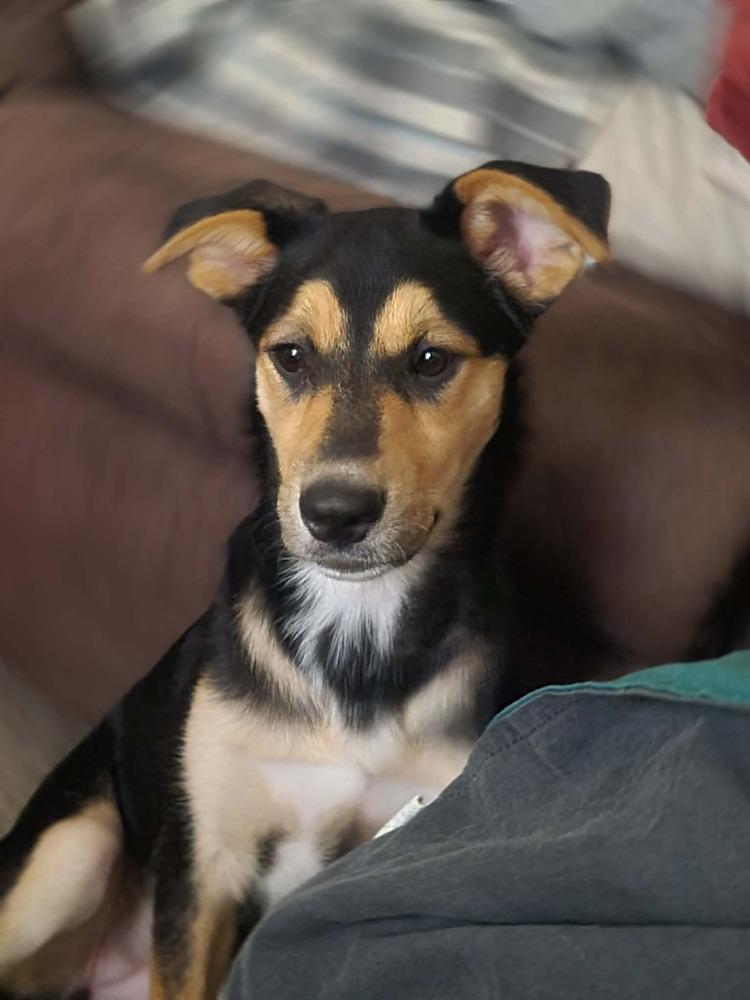 Enlarge Matilda III, a Adoptable mixed breed in Fredonia, WI image 2/3