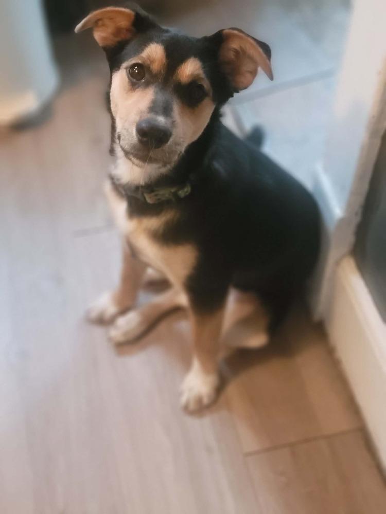 Enlarge Matilda III, a Adoptable mixed breed in Fredonia, WI image 3/3
