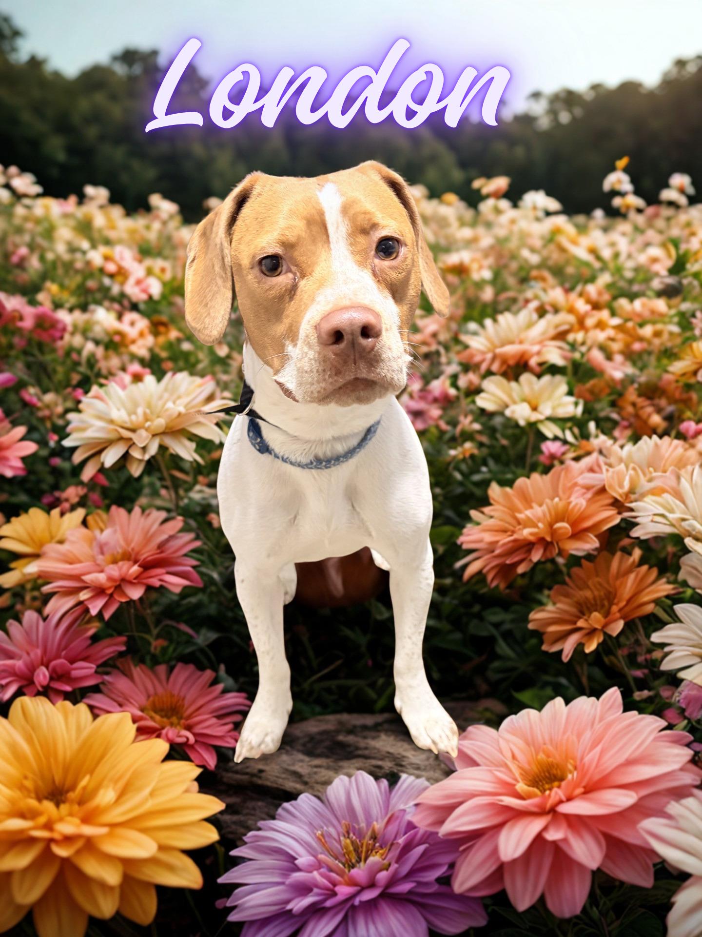 London, adopted, Young Female Beagle.
