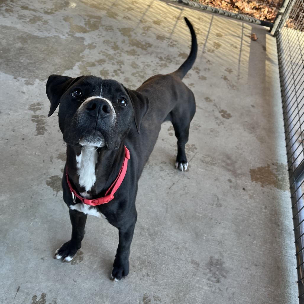 Scooby, a Adoptable mixed breed in Smithfield, NC image 1/5
