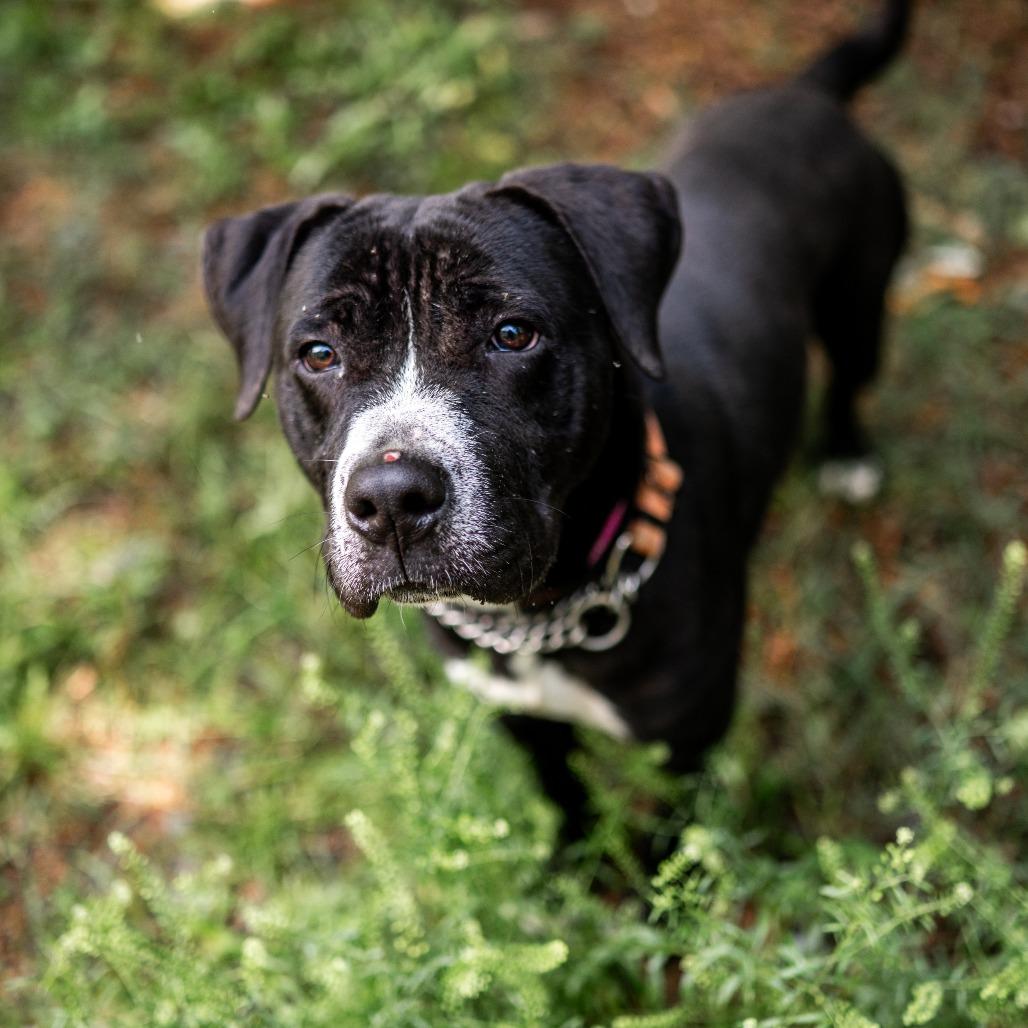 Scooby, a Adoptable mixed breed in Smithfield, NC image 2/5