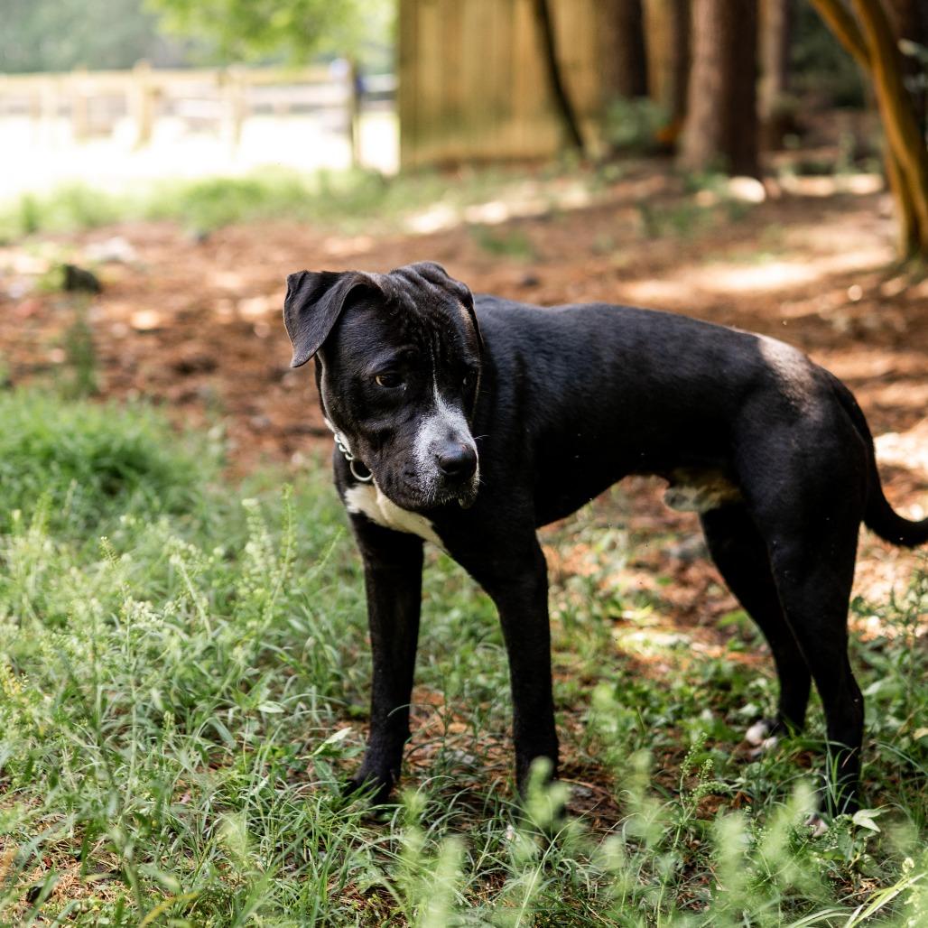 Scooby, a Adoptable mixed breed in Smithfield, NC image 3/5