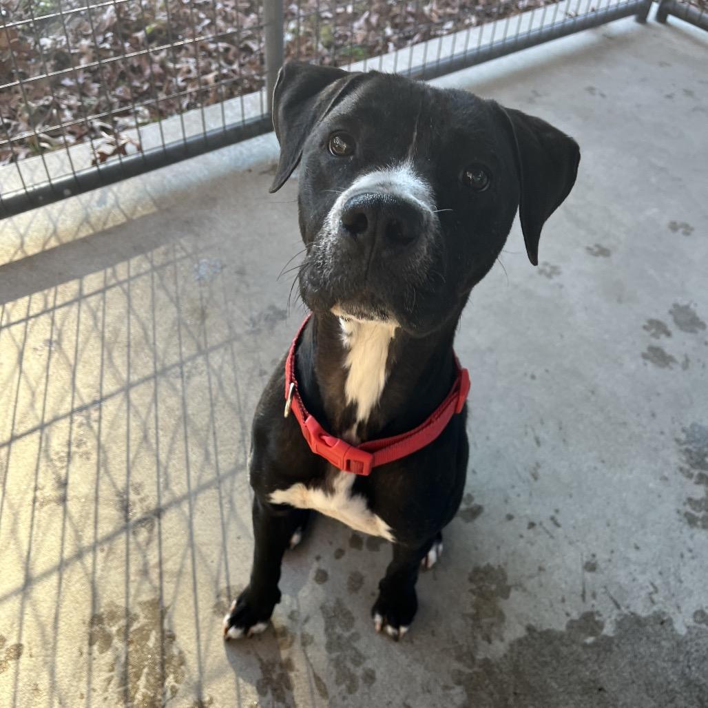 Scooby, a Adoptable mixed breed in Smithfield, NC image 4/5
