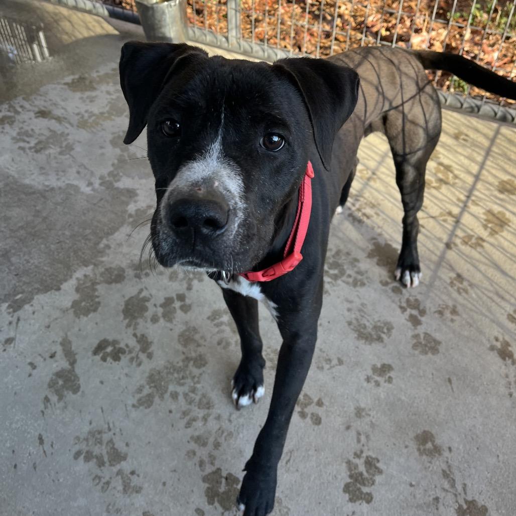 Scooby, a Adoptable mixed breed in Smithfield, NC image 5/5