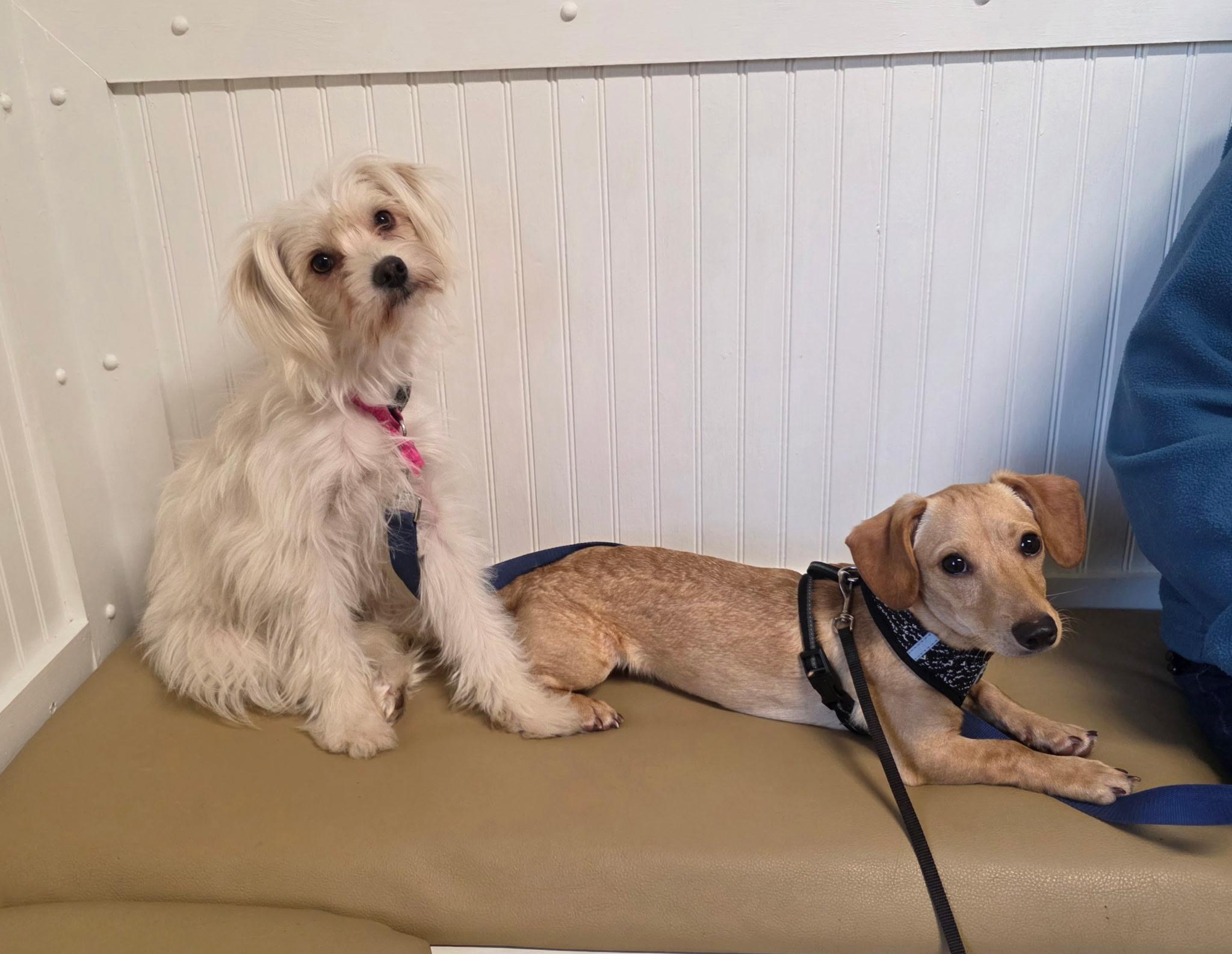 Chocolate thumbnail 6