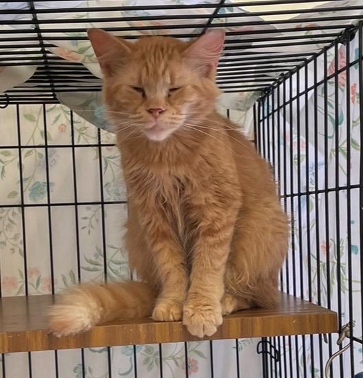 CARLEEN, Adoptable, Kitten Male Domestic Long Hair.