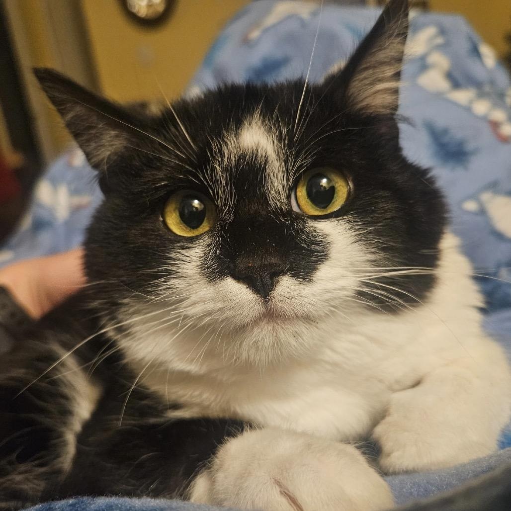 Enlarge Bumper, an adopted Domestic Short Hair in Blackfoot, ID image 1/1