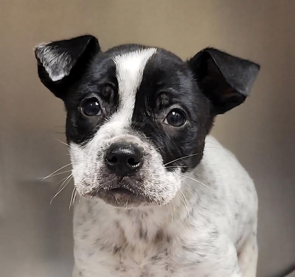 Enlarge Speck, a Adoptable mixed breed in Groveland, MA image 1/1
