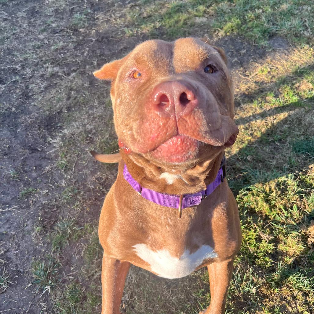 Enlarge Whisper, a Adoptable Mixed Breed in Playa Vista, CA image 1/6