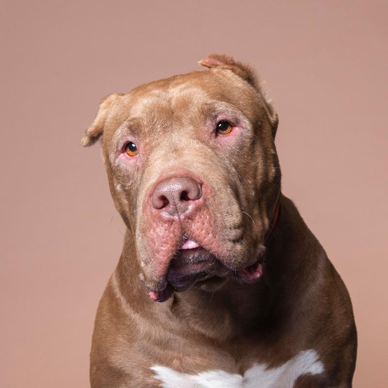 Enlarge Whisper, a Adoptable Mixed Breed in Playa Vista, CA image 3/6