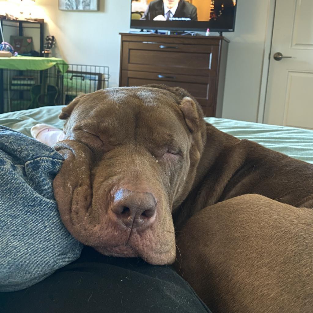 Enlarge Whisper, a Adoptable Mixed Breed in Playa Vista, CA image 4/6