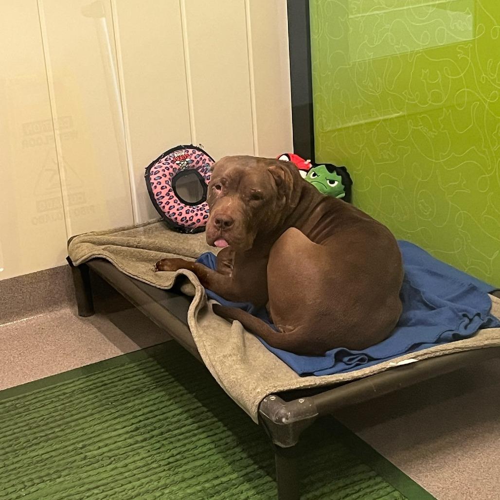 Enlarge Whisper, a Adoptable Mixed Breed in Playa Vista, CA image 5/6