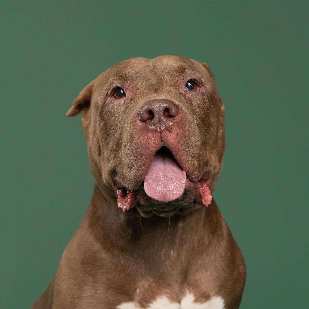Enlarge Whisper, a Adoptable Mixed Breed in Playa Vista, CA image 6/6