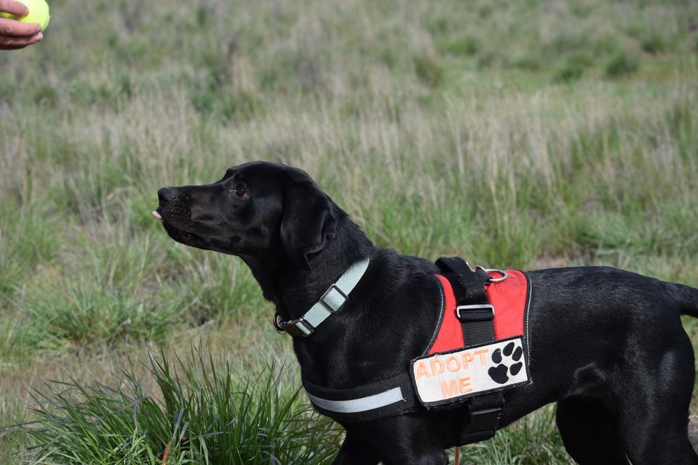 Lyla, Adoptable, Young Female Labrador Retriever & Hound.