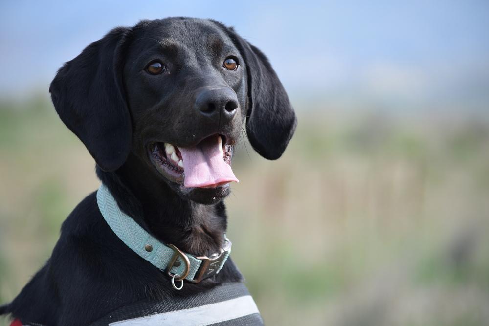 Enlarge Lyla, a Adoptable mixed breed in Salmon, ID image 2/6