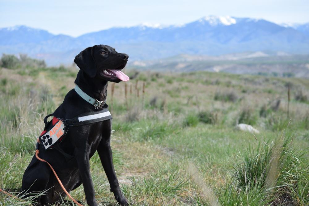 Enlarge Lyla, a Adoptable mixed breed in Salmon, ID image 3/6