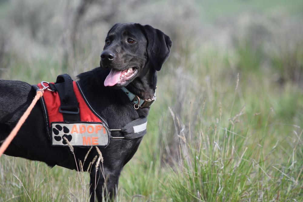 Enlarge Lyla, a Adoptable mixed breed in Salmon, ID image 4/6