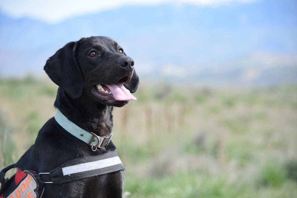 Enlarge Lyla, a Adoptable mixed breed in Salmon, ID image 5/6