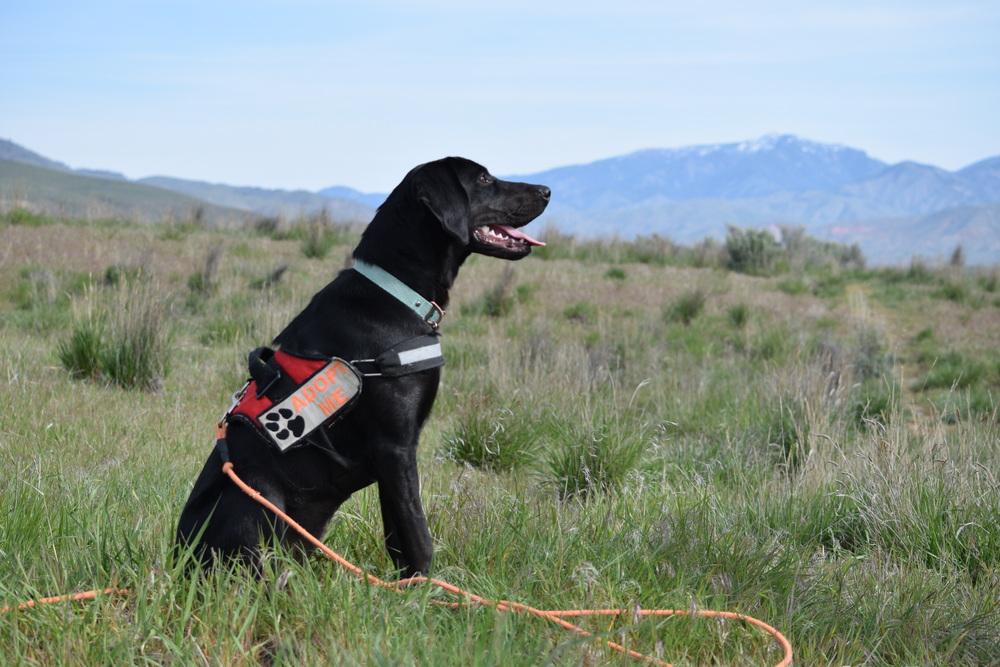Enlarge Lyla, a Adoptable mixed breed in Salmon, ID image 6/6