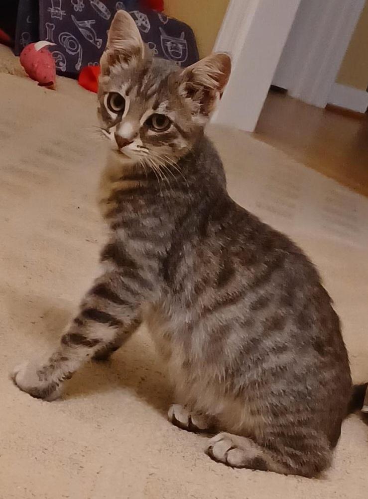 Enlarge SHIMMER, a ADOPTABLE American Shorthair in Elgin, SC image 3/4