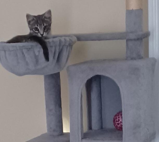 Enlarge SHIMMER, a ADOPTABLE American Shorthair in Elgin, SC image 2/4