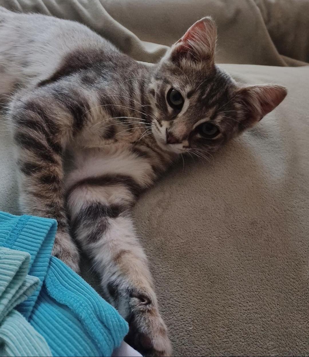 SHIMMER, ADOPTABLE, Kitten Male American Shorthair.