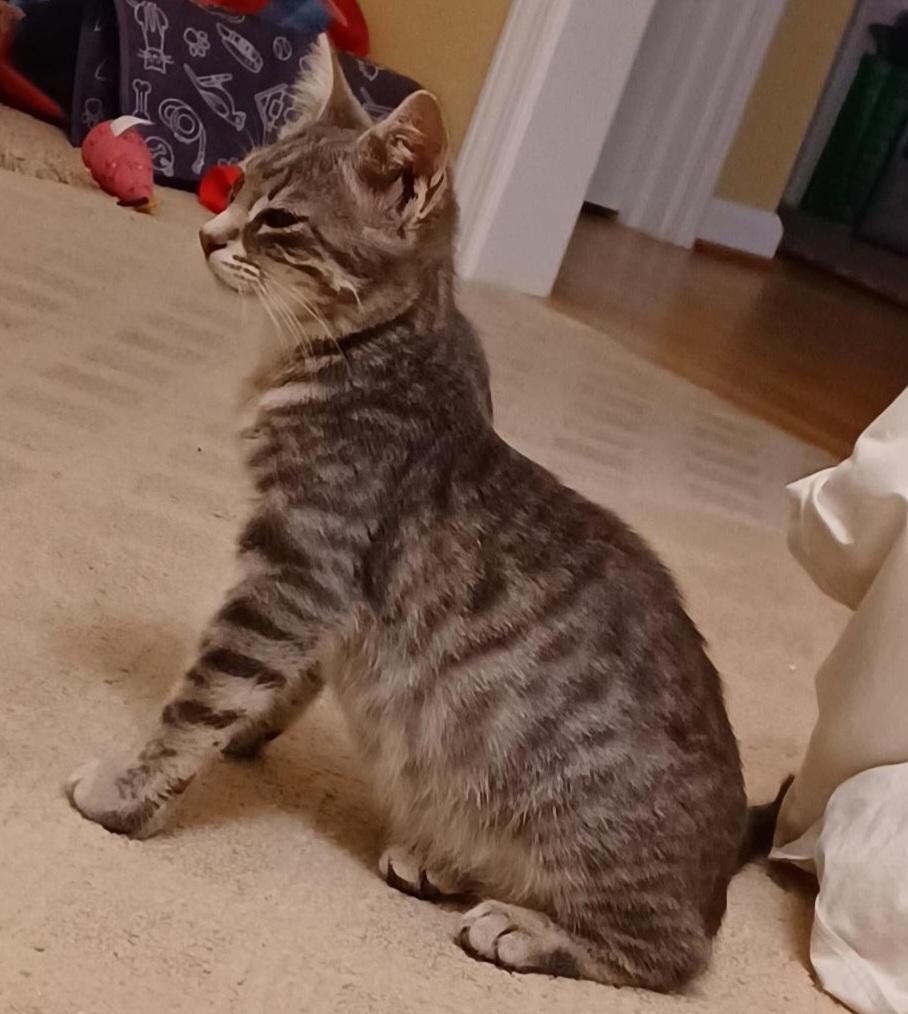 Enlarge SHIMMER, a ADOPTABLE American Shorthair in Elgin, SC image 4/4