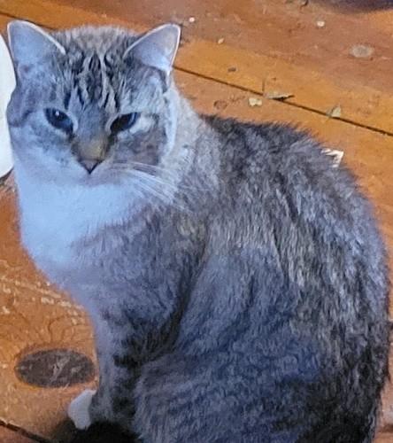 Enlarge (CP) Jory, a Adoptable mixed breed in North Highlands, CA image 1/1