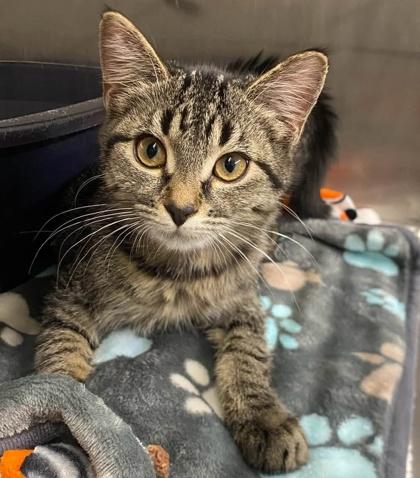 Slushee, Adoptable, Kitten Female Domestic Short Hair & Domestic Short Hair.