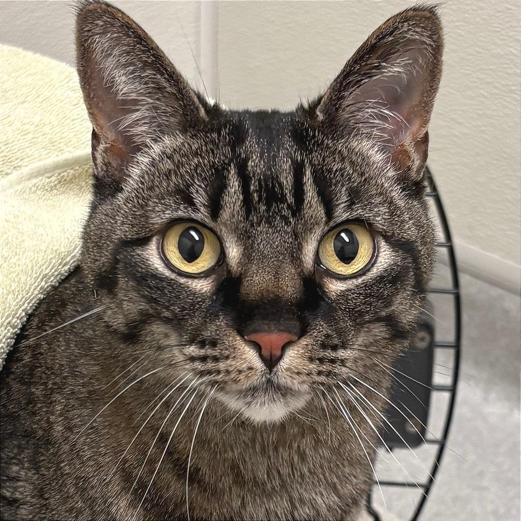 Enlarge Gigi, a Adoptable Domestic Short Hair in Murray, UT image 1/2