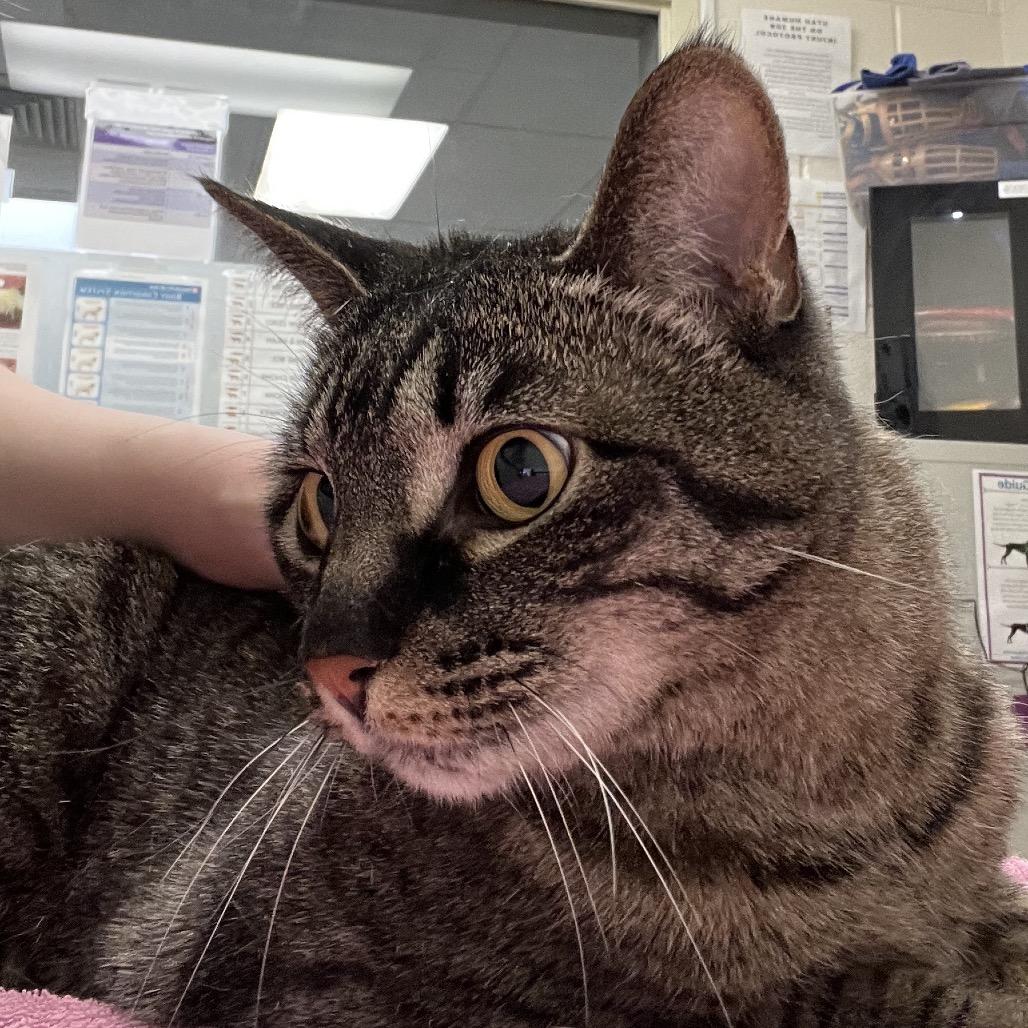 Enlarge Gigi, a Adoptable Domestic Short Hair in Murray, UT image 2/2