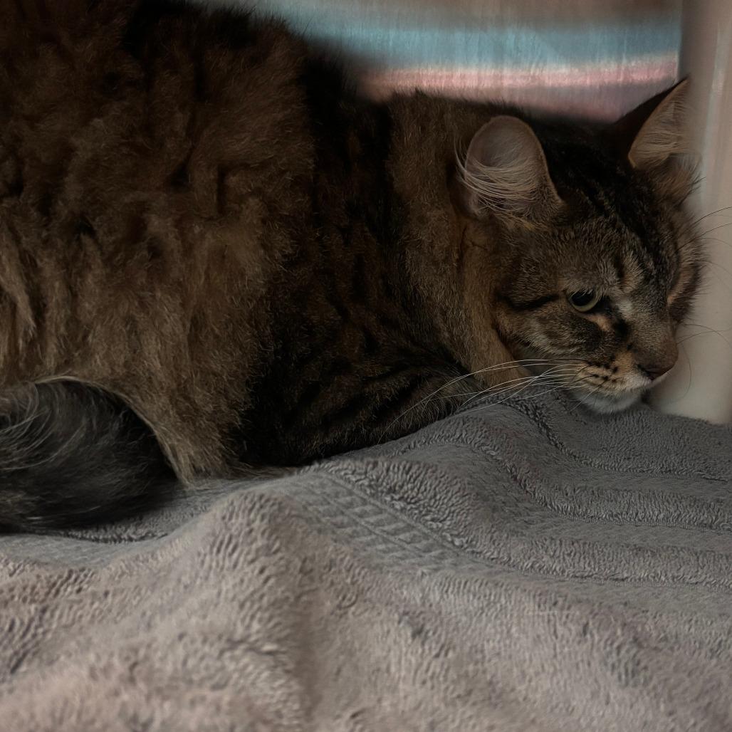 Enlarge Ferb, a Adoptable Domestic Medium Hair in Philadelphia, PA image 1/1