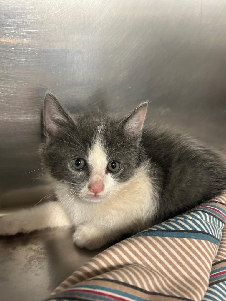 The Weeknd, Adoptable, Kitten Male Domestic Short Hair.