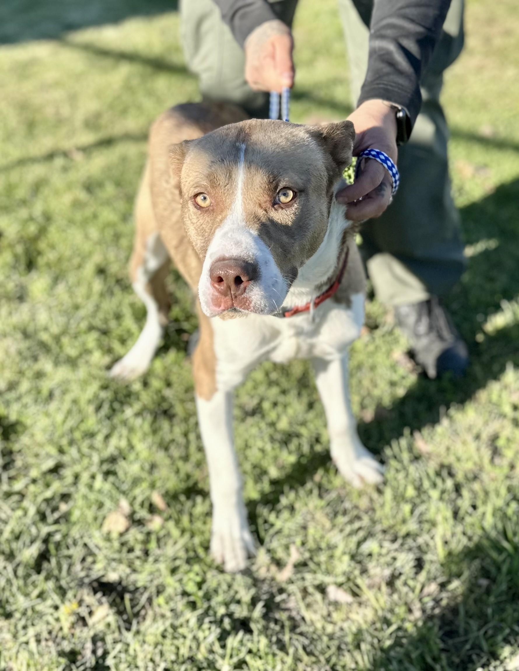 Enlarge Koda #1644 (610), a Adoptable Pit Bull Terrier in Victorville, CA image 1/1