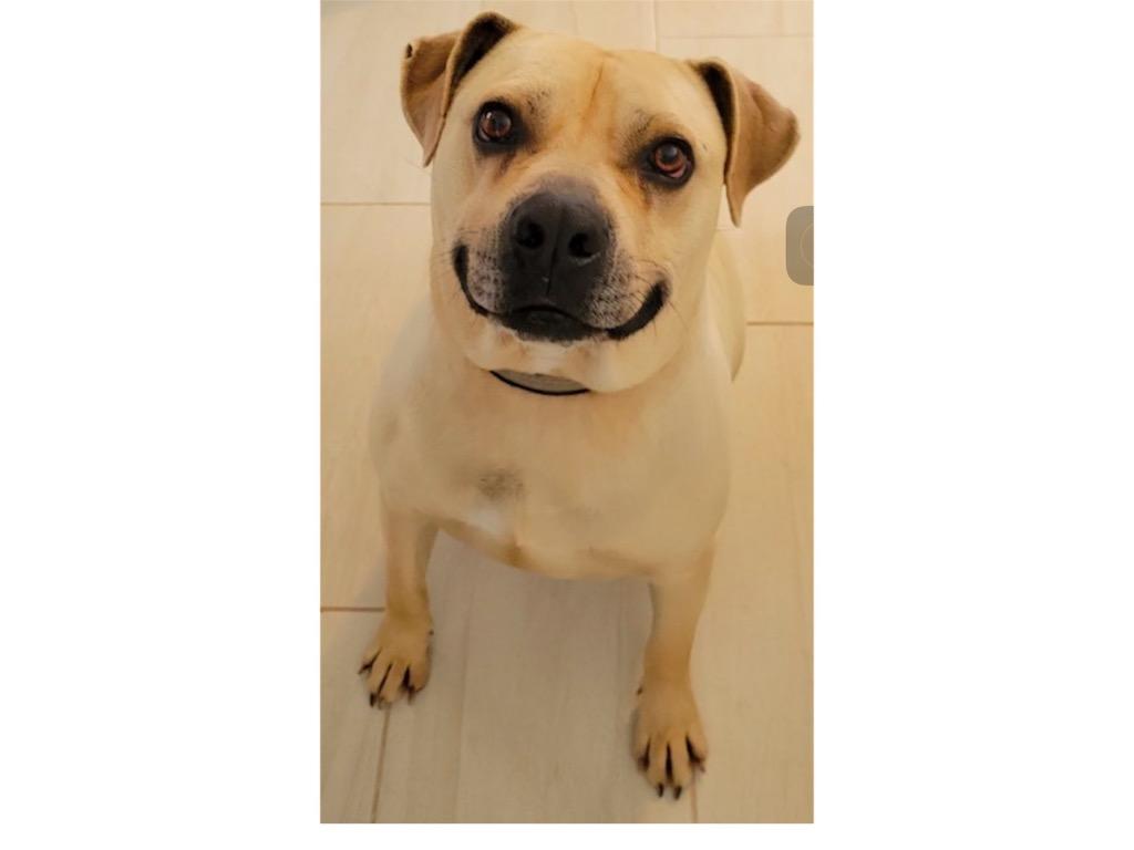 Enlarge BUBBA, a Adoptable mixed breed in Crossville, TN image 1/6