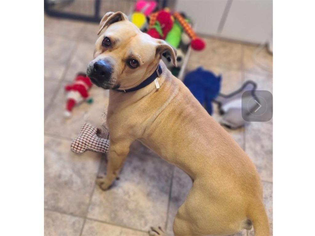 Enlarge BUBBA, a Adoptable mixed breed in Crossville, TN image 2/6