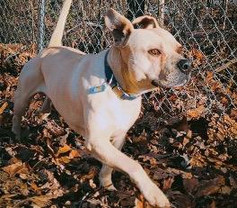 Enlarge BUBBA, a Adoptable mixed breed in Crossville, TN image 3/6