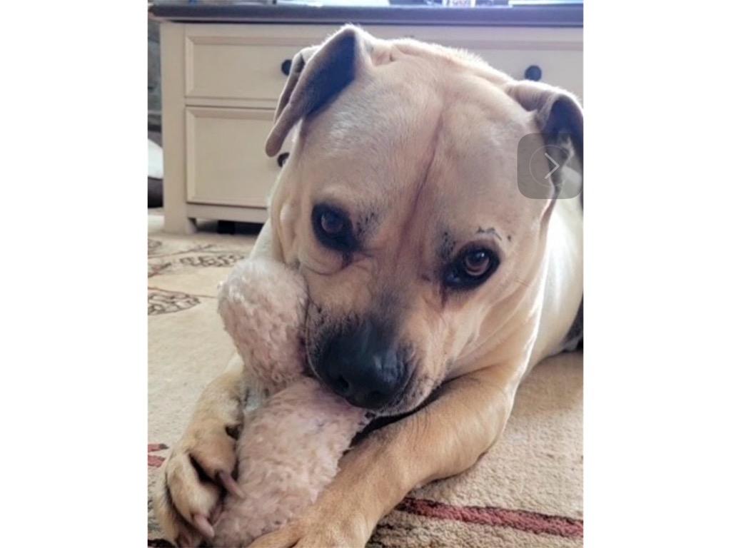 Enlarge BUBBA, a Adoptable mixed breed in Crossville, TN image 4/6